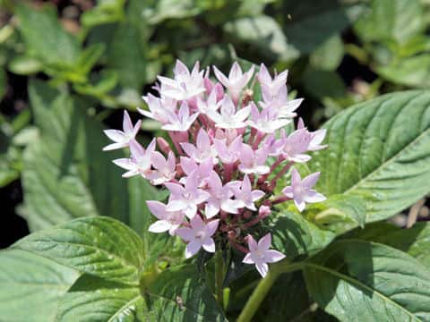 Pentas lanceolata