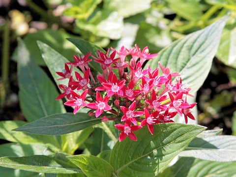 Pentas lanceolata
