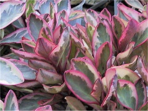 Peperomia clusiifolia