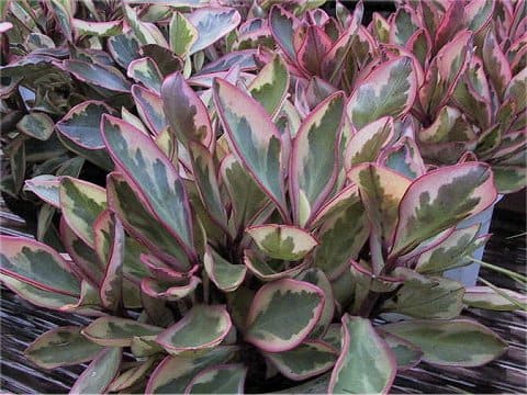 Peperomia clusiifolia