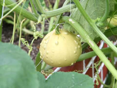 Cucurbita pepo