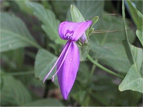 Peristrophe speciosa