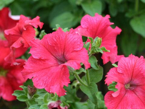 Petunia x hybrida