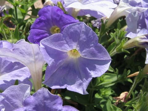 Petunia x hybrida
