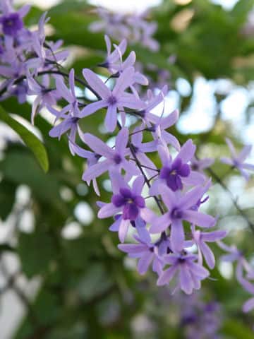 Petrea volubilis