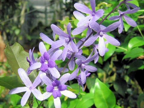 Petrea volubilis