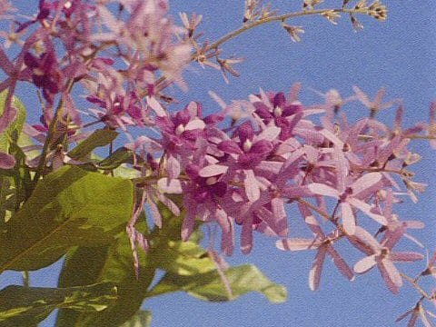 Petrea volubilis