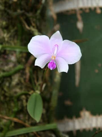 Phalaenopsis lowii