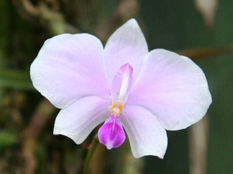 Phalaenopsis lowii