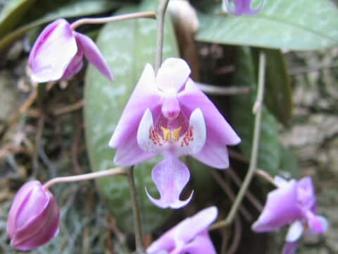 Phalaenopsis schilleriana