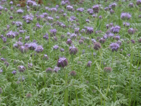 Phacelia tanacetifolia