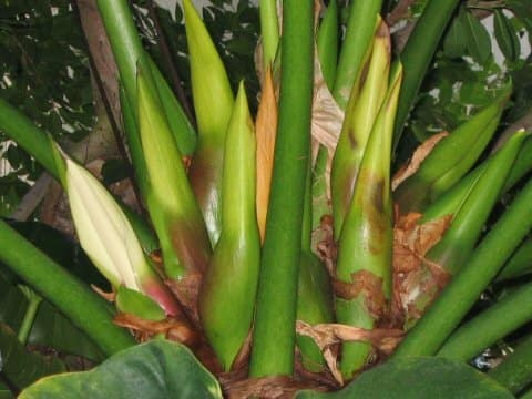 Philodendron giganteum