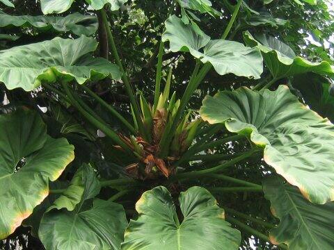 Philodendron giganteum