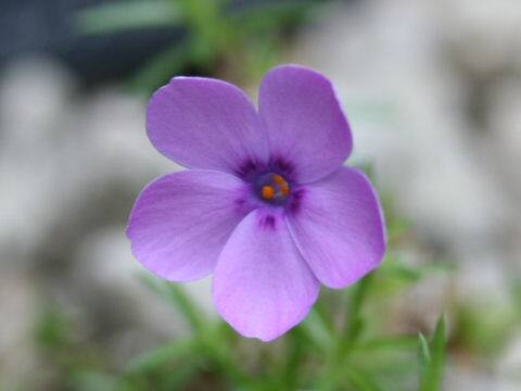 Phlox caespitosa
