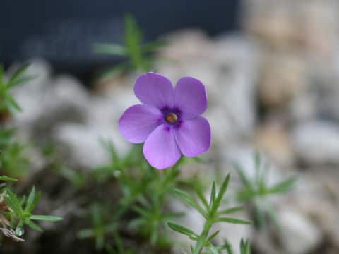 Phlox caespitosa