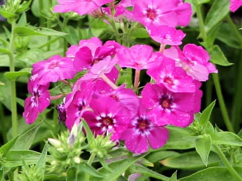 Phlox drummondii