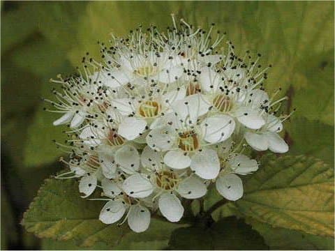 Physocarpus amurensis