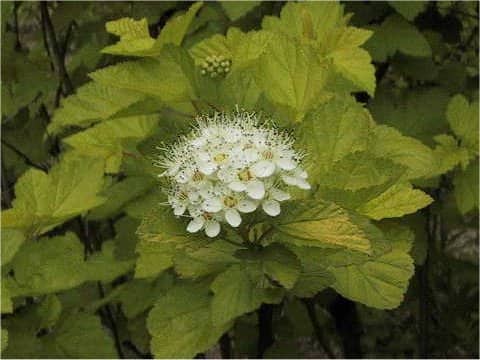 Physocarpus amurensis