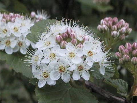 Physocarpus capitatus
