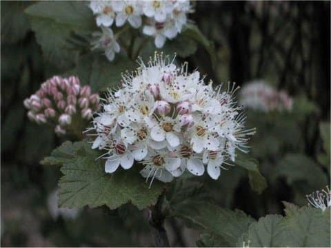 Physocarpus capitatus