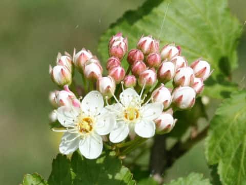 Physocarpus monogynus