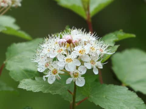 Physocarpus monogynus