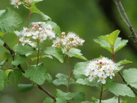Physocarpus monogynus