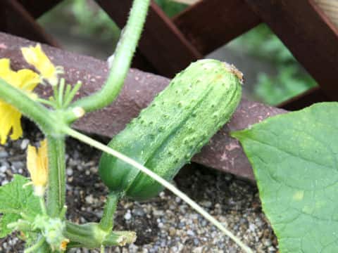 Cucumis sativus
