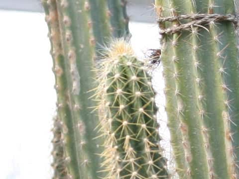 Pilosocereus leucocephalus cv.