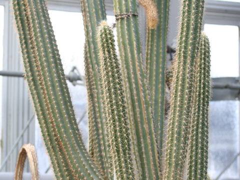 Pilosocereus leucocephalus cv.