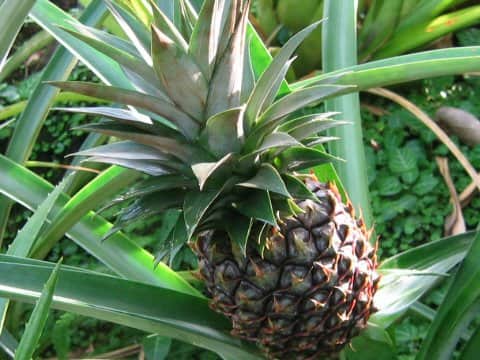 Ananas comosus