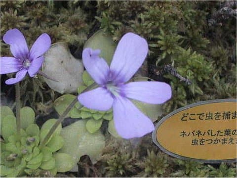 Pinguicula sp. Linz