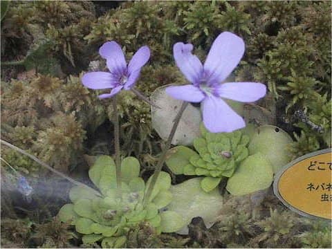 Pinguicula sp. Linz