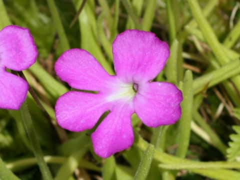 Pinguicula moctezumae