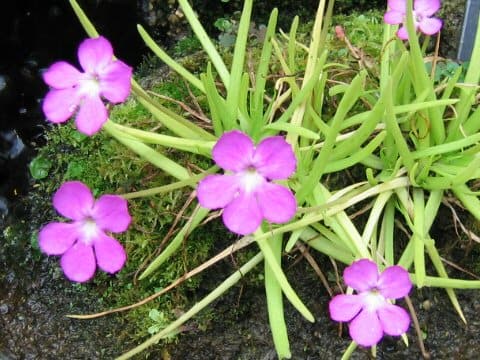 Pinguicula moctezumae