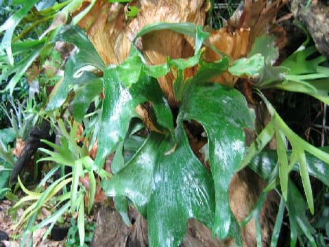 Platycerium stemaria