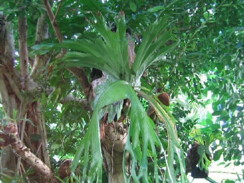 Platycerium wallichii
