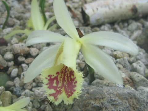 Pleione forrestii