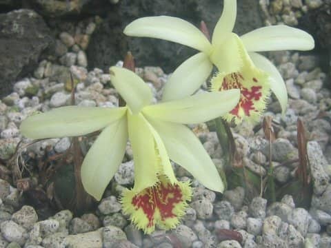Pleione forrestii