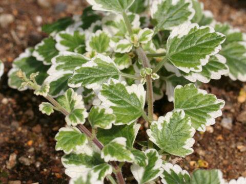 Plectranthus madagascariensis cv. Variegated Mintleaf