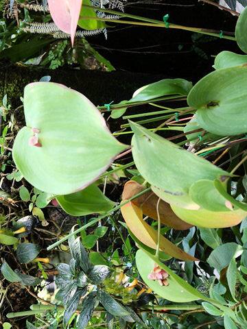 Pleurothallis marthae