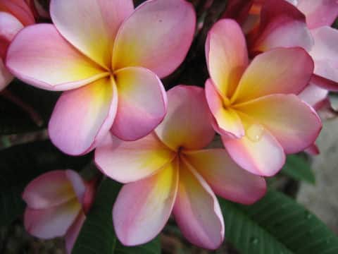 Plumeria sp.