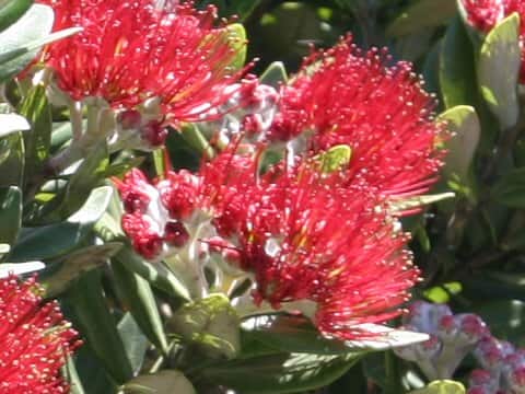 Metrosideros excelsa