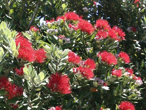 Metrosideros excelsa
