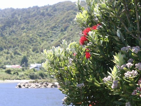 Metrosideros excelsa