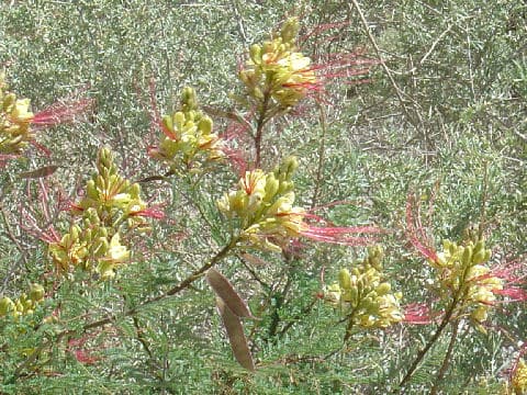 Poinciana gilliesii