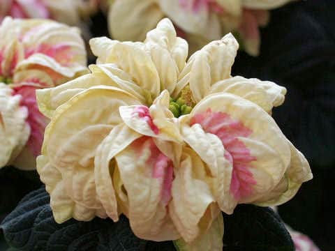 Euphorbia pulcherrima cv. Winter Rose Marble