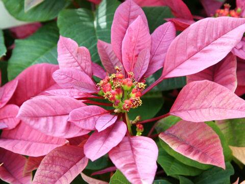 Euphorbia pulcherrima cv. Purple Rain
