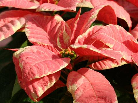 Euphorbia pulcherrima cv. Redfox Marble Star