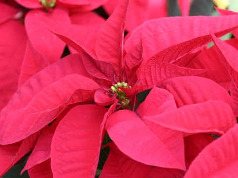 Euphorbia pulcherrima cv. Eearly Millenium